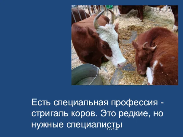 Урок 27 Есть специальная профессия - стригаль коров. Это редкие, но нужные специалисты