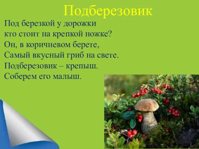 Подберезовик Под березкой у дорожки кто стоит на крепкой ножке?