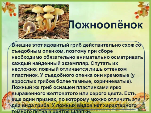 Ложноопёнок Внешне этот ядовитый гриб действительно схож со съедобным опенком,
