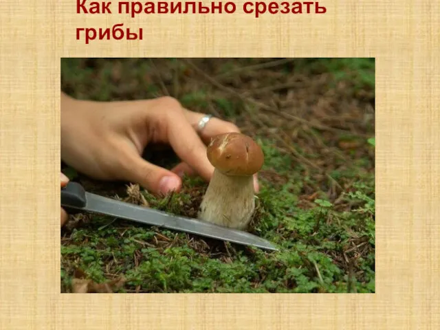 Как правильно срезать грибы
