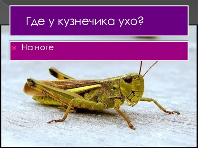 Где у кузнечика ухо? На ноге