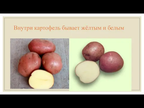 Внутри картофель бывает жёлтым и белым