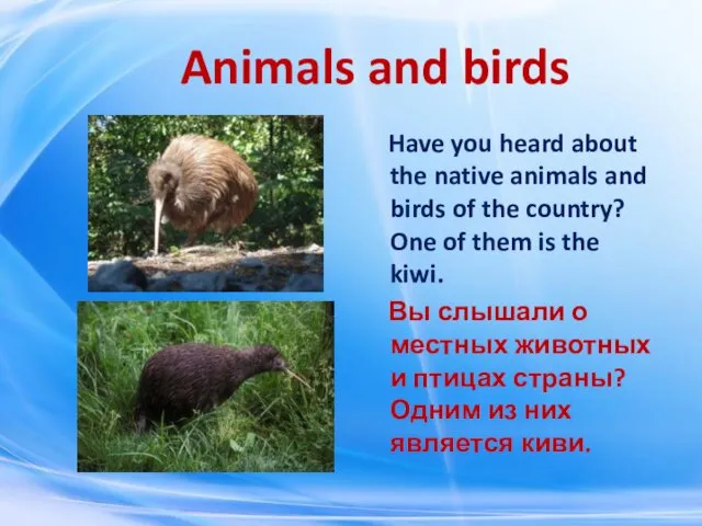Animals and birds Have you heard about the native animals