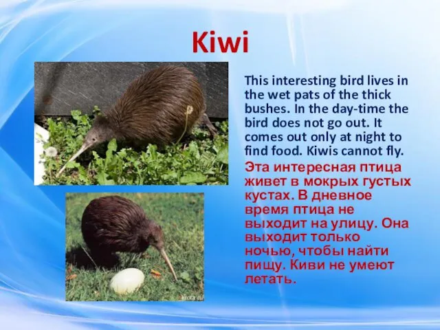 Kiwi This interesting bird lives in the wet pats of