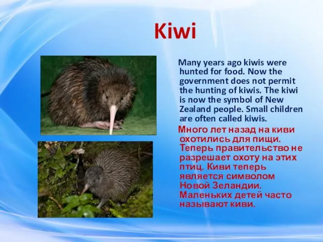 Kiwi Many years ago kiwis were hunted for food. Now