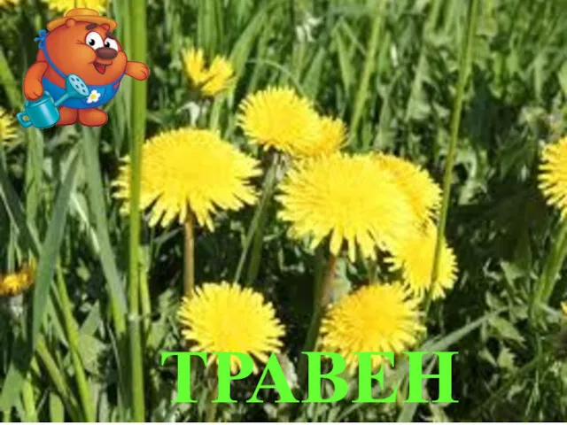 ТРАВЕНЬ