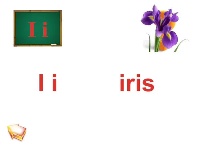 I i I i iris