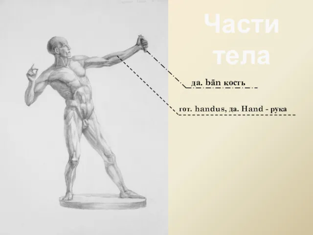 гот. handus, да. Hand - рука да. bān кость Части тела