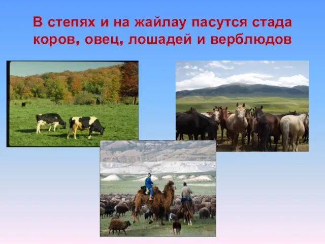 В степях и на жайлау пасутся стада коров, овец, лошадей и верблюдов