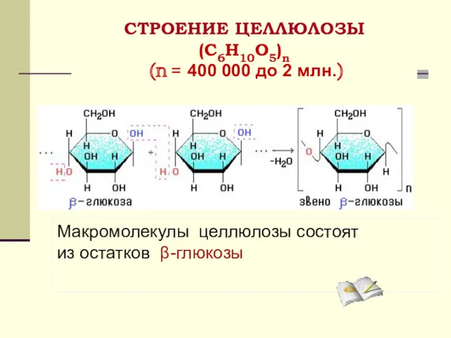 СТРОЕНИЕ ЦЕЛЛЮЛОЗЫ (C6H10O5)n (n = 400 000 до 2 млн.) Макромолекулы целлюлозы состоят из остатков β-глюкозы