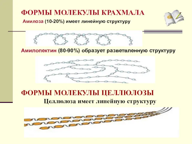 ФОРМЫ МОЛЕКУЛЫ КРАХМАЛА Амилоза (10-20%) имеет линейную структуру Амилопектин (80-90%)