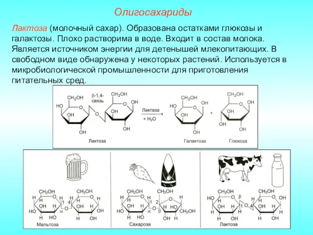 Лактоза (молочный сахар). Образована остатками глюкозы и галактозы. Плохо растворима