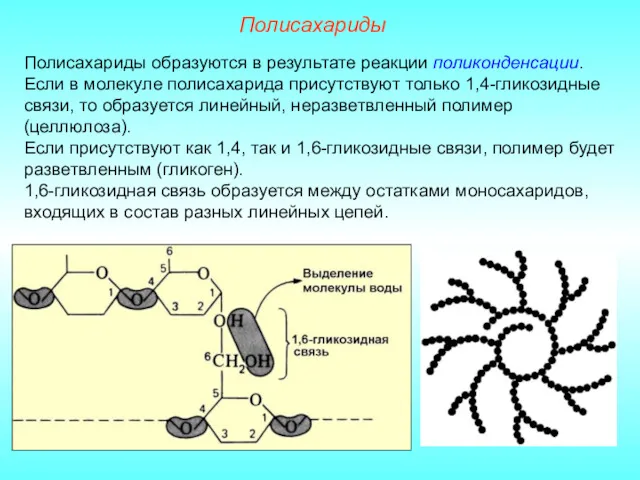 Полисахариды Полисахариды образуются в результате реакции поликонденсации. Если в молекуле