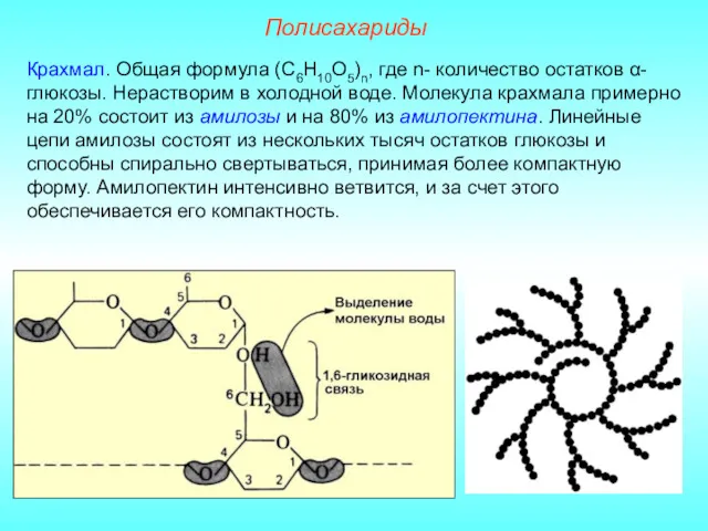 Полисахариды Крахмал. Общая формула (С6Н10О5)n, где n- количество остатков α-глюкозы.