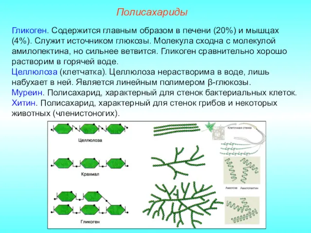 Полисахариды Гликоген. Содержится главным образом в печени (20%) и мышцах