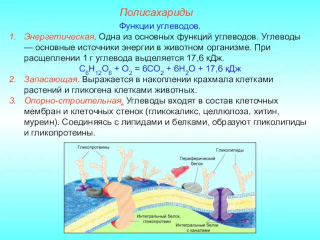 Полисахариды Функции углеводов. Энергетическая. Одна из основных функций углеводов. Углеводы