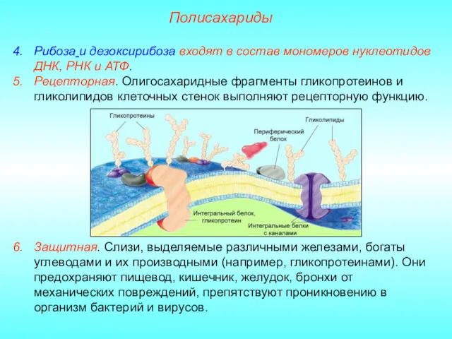 Полисахариды Рибоза и дезоксирибоза входят в состав мономеров нуклеотидов ДНК,