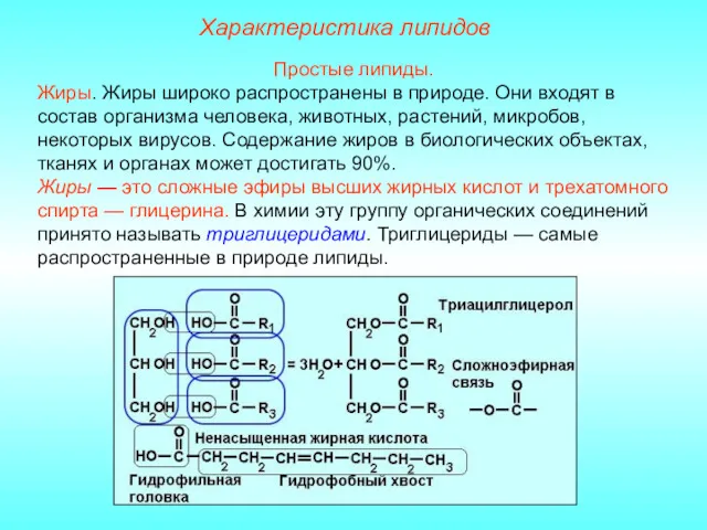 Характеристика липидов Простые липиды. Жиры. Жиры широко распространены в природе.