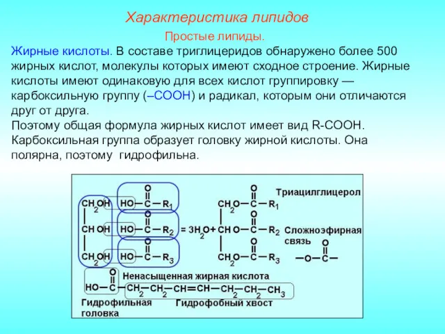 Характеристика липидов Простые липиды. Жирные кислоты. В составе триглицеридов обнаружено