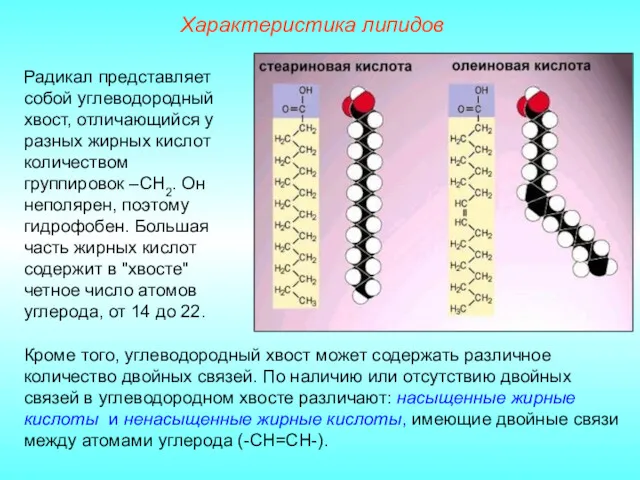 Характеристика липидов Радикал представляет собой углеводородный хвост, отличающийся у разных