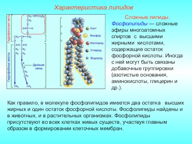 Характеристика липидов Сложные липиды. Фосфолипиды — сложные эфиры многоатомных спиртов