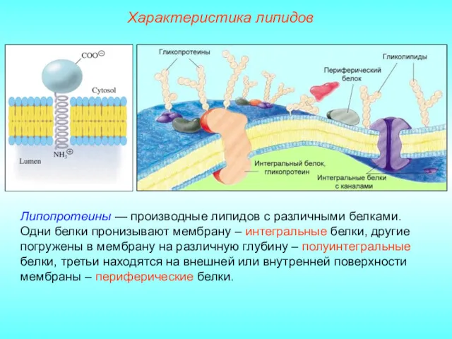 Характеристика липидов Липопротеины — производные липидов с различными белками. Одни
