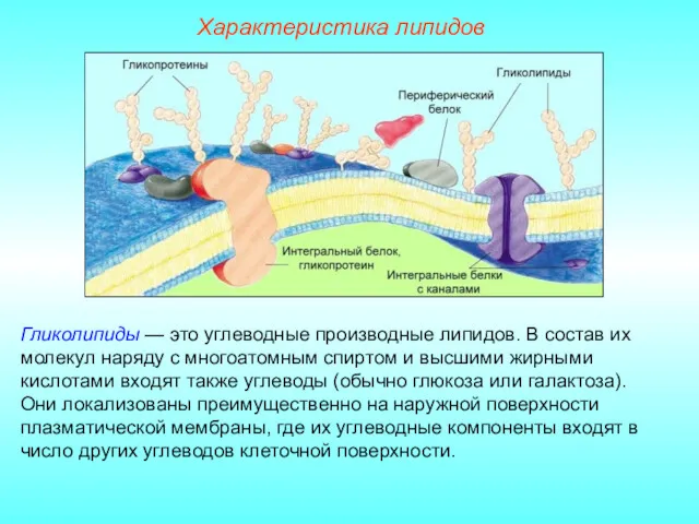 Характеристика липидов Гликолипиды — это углеводные производные липидов. В состав