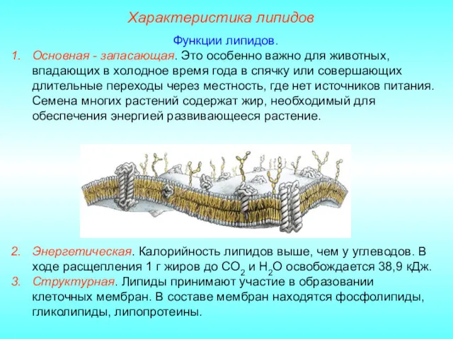 Характеристика липидов Функции липидов. Основная - запасающая. Это особенно важно