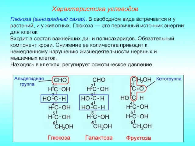 Характеристика углеводов Глюкоза (виноградный сахар). В свободном виде встречается и