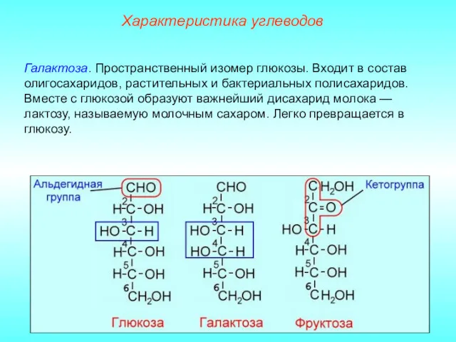 Характеристика углеводов Галактоза. Пространственный изомер глюкозы. Входит в состав олигосахаридов,