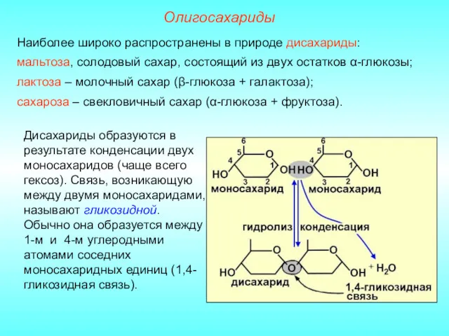 Наиболее широко распространены в природе дисахариды: мальтоза, солодовый сахар, состоящий