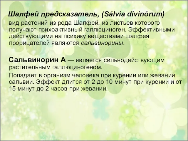 Шалфей предсказатель, (Sálvia divinórum) вид растений из рода Шалфей, из листьев которого получают