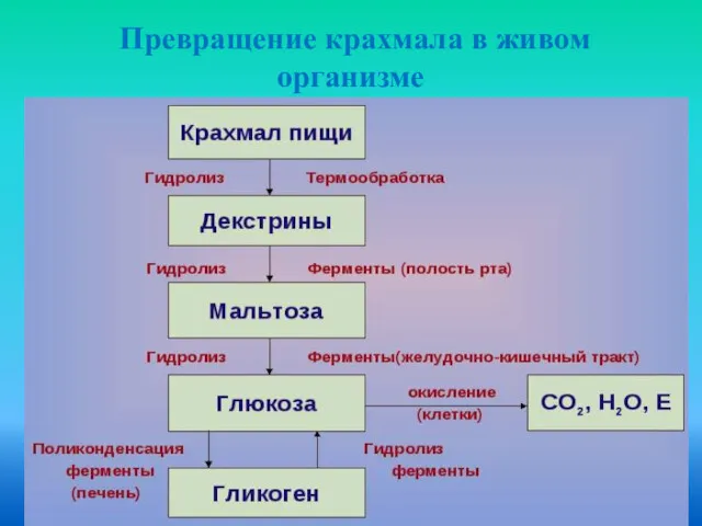 Превращение крахмала в живом организме