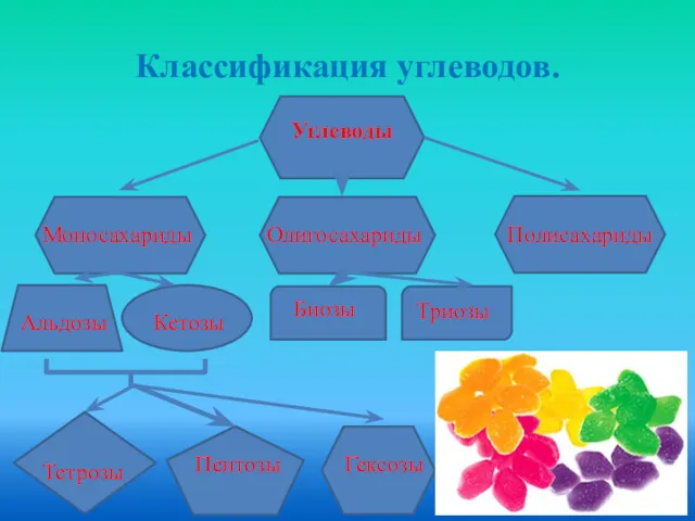 Классификация углеводов. Углеводы Моносахариды Олигосахариды Полисахариды Альдозы Кетозы Триозы Биозы Пентозы Гексозы Тетрозы