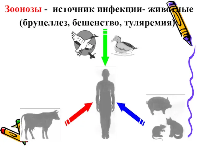 Зоонозы - источник инфекции- животные (бруцеллез, бешенство, туляремия);