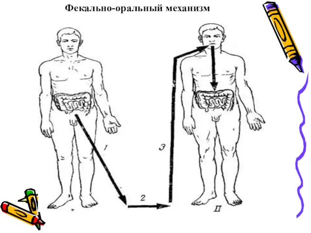 Фекально-оральный механизм