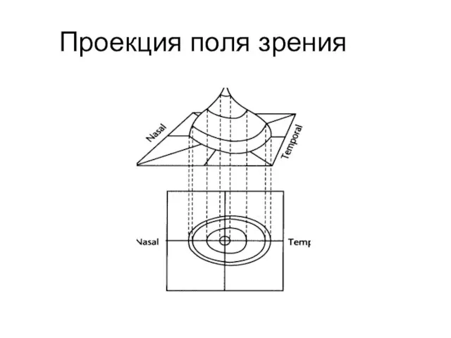 Проекция поля зрения