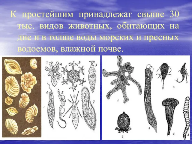 К простейшим принадлежат свыше 30 тыс. видов животных, обитающих на дне и в