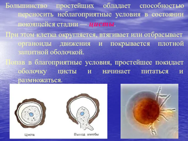 Большинство простейших обладает способностью переносить неблагоприятные условия в состоянии покоящейся