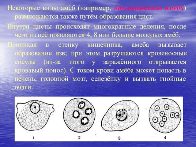 Некоторые виды амёб (например, дизентерийная амёба) размножаются также путём образования цист. Внутри цисты