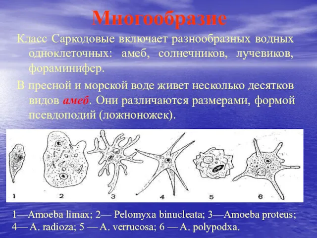 Многообразие Класс Саркодовые включает разнообразных водных одноклеточных: амеб, солнечников, лучевиков, фораминифер. В пресной