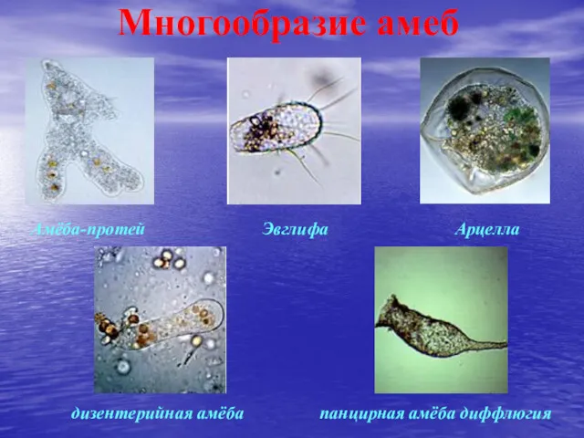 Многообразие амеб Амёба-протей дизентерийная амёба панцирная амёба диффлюгия Эвглифа Арцелла