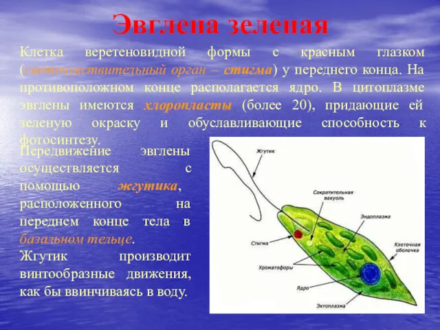 Эвглена зеленая Клетка веретеновидной формы с красным глазком (светочувствительный орган – стигма) у