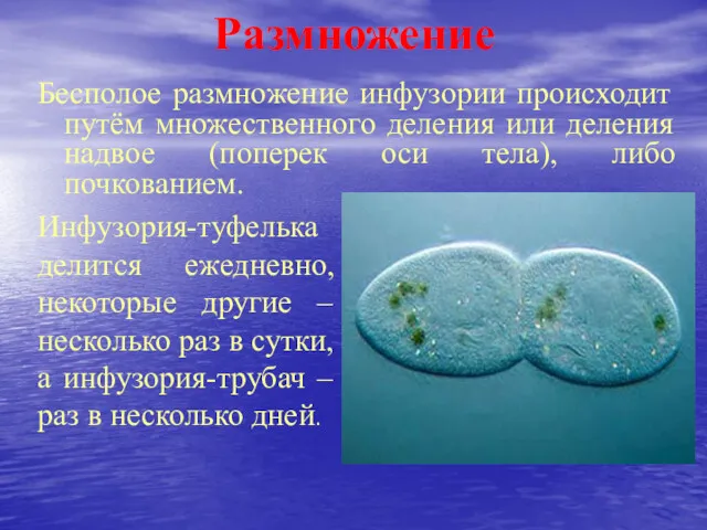 Бесполое размножение инфузории происходит путём множественного деления или деления надвое