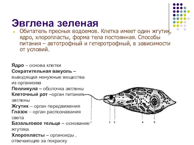 Эвглена зеленая Обитатель пресных водоемов. Клетка имеет один жгутик, ядро,