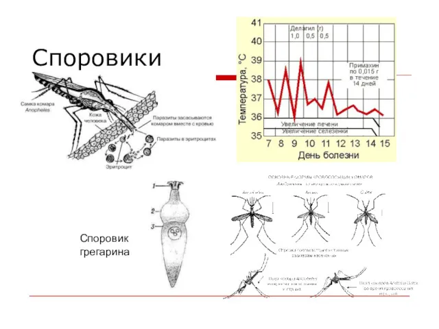 Споровики Споровик грегарина