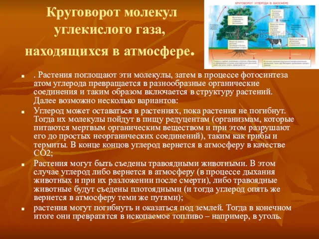 Круговорот молекул углекислого газа, находящихся в атмосфере. . Растения поглощают