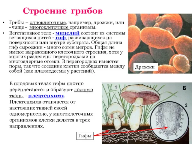 Строение грибов Грибы – одноклеточные, например, дрожжи, или - чаще