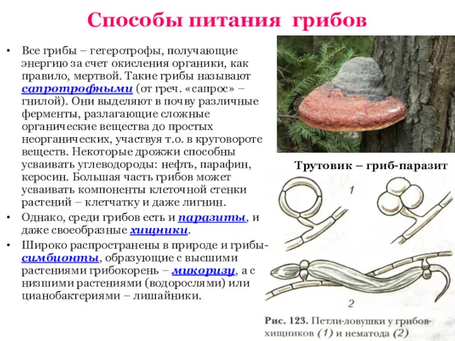 Трутовик – гриб-паразит Способы питания грибов Все грибы – гетеротрофы,