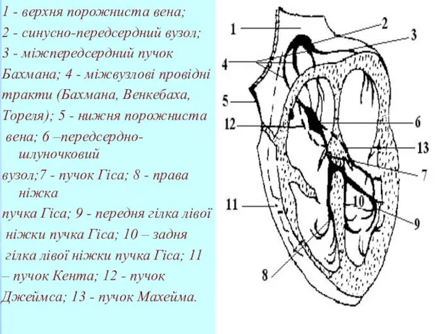 1 - верхня порожниста вена; 2 - синусно-передсердний вузол; 3